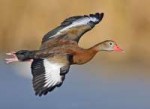 1280px-Whistlingduckflight02-naturespics-edit1.jpg