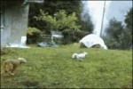 хитрый коте.gif