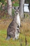 Kangarooandjoey03.jpg