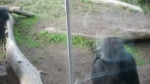 gorilla eats shit.webm
