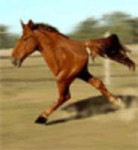 chacarron-macarron-horse-counter-strike-1-6-sprays-54268871.png