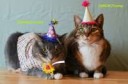 Birthday-Cats-u37Jiwr-1