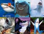 The-girl-i-like-her-father-her-brother-me-sharks.jpg