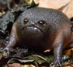 sadfrog.jpg