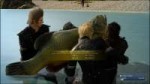 ff15.jpg