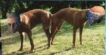 Breeding-Kakan.jpg