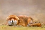 fox.jpg
