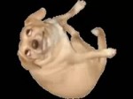15069591815390.webm