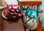 kuvacat.png