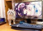 kot nekopara.jpg