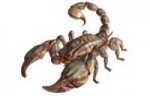 AlbinoRadscorpion.jpg