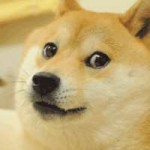 doge intencifies.gif