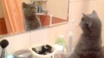 cat-admires-self-in-mirror-today-16010817bc4351789c2149cbcc[...].jpg
