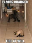 cats charged lasers.JPG