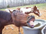funny-horse-laughing-its-stall-5378.jpg