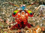 mantisshrimp.jpg