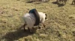 Sheep-get-themselves-into-the-most-interesting-predicaments.mp4