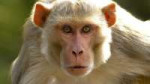 monkey092018.jpg