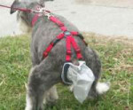 wearable-poop-collecting-pet-harness-ofpet-300x250.jpg
