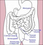 1024px-Stomachcolonrectumdiagramru.svg.png