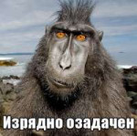 monkey confused izryando ozadachen.jpg