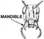 Mandible(PSF).png