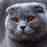 1-Шотландская вислоухая кошка.jpg