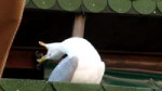 15549087903330.webm