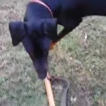 Comrade Dog.mp4