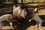 Orphan-hippo-being-nursed-back-to-health-by-dog-pals.jpg