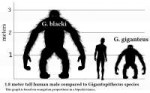 800px-Gigantopithecusvhumanv1.svg.png