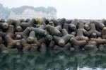 tetrapods.jpg