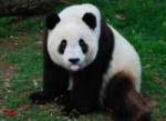 big-panda24.jpg