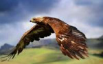 golden-eagle-flying.jpg