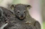 baby koala.jpg