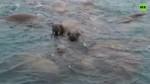 Мужчина исполнил для моржей вальс на баяне — видео.mp4