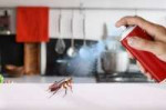 Killing-cockroach-by-poison-spray[1].jpg