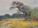 JulianOnderdonk-Coreopsis,NearSanAntonio,Texas,1919.jpg