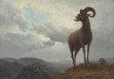 AlbertBierstadt-LongHornedSheep.jpg