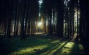 NatureForestForestilluminatedbythesun073038.jpg