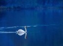 swan-swimming-on-lake.jpg
