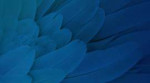 feathers-2560x1440-stock-hd-9307.jpg