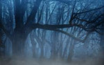 background-forest-fog.jpg