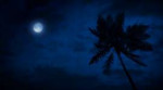 palm-tree-on-windy-night-with-moonswqwtfnmF0000.png