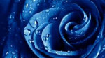 NatureFlowersWetdropsbluerose077800.jpg