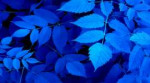 FoliageBranchesBlue4456222048x1152.jpg