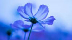 blue-flowers-cosmos-blur.jpg