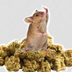 11-mouse-weed-thief.w768.h768.jpg