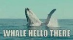 whale whale whale