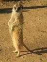 265px-Suricata.jpg